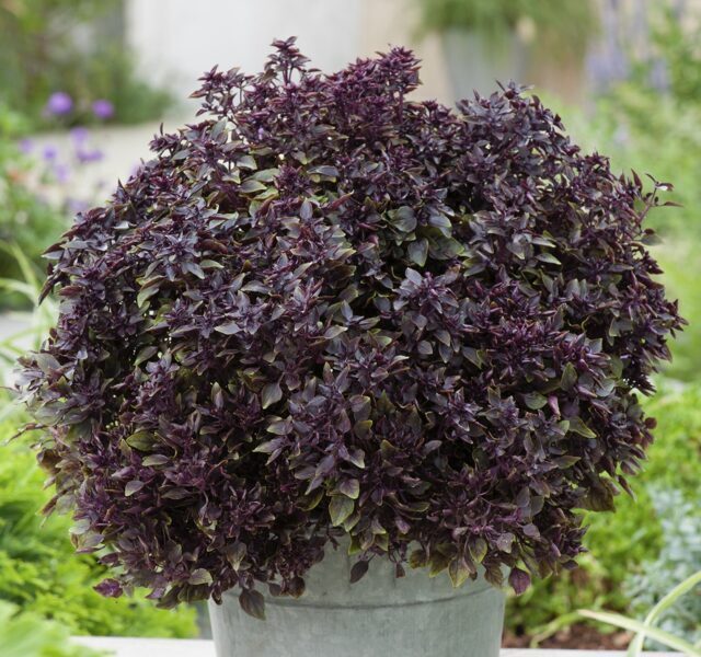 Baziliks “Purple Ball”  (pieejams no jūnija)